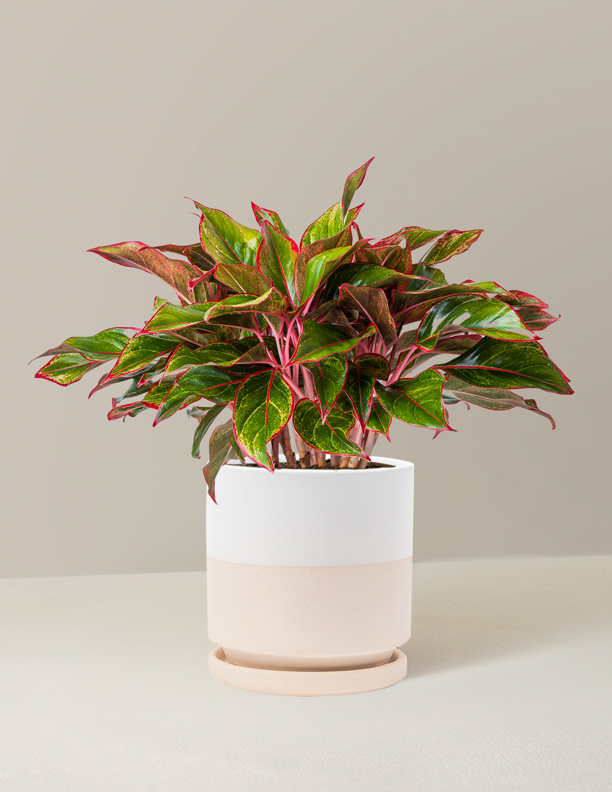 Aglaonema Siam