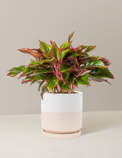 Aglaonema Siam