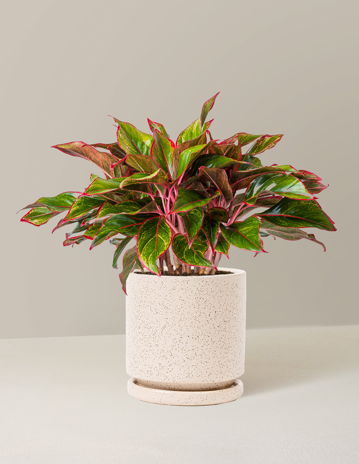 Aglaonema Siam