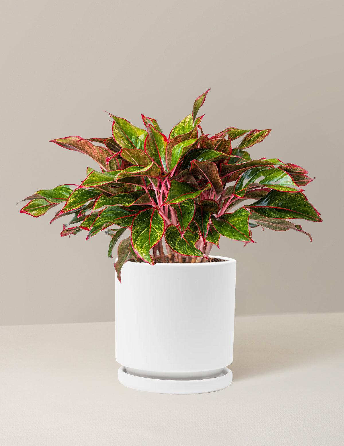 Aglaonema Siam