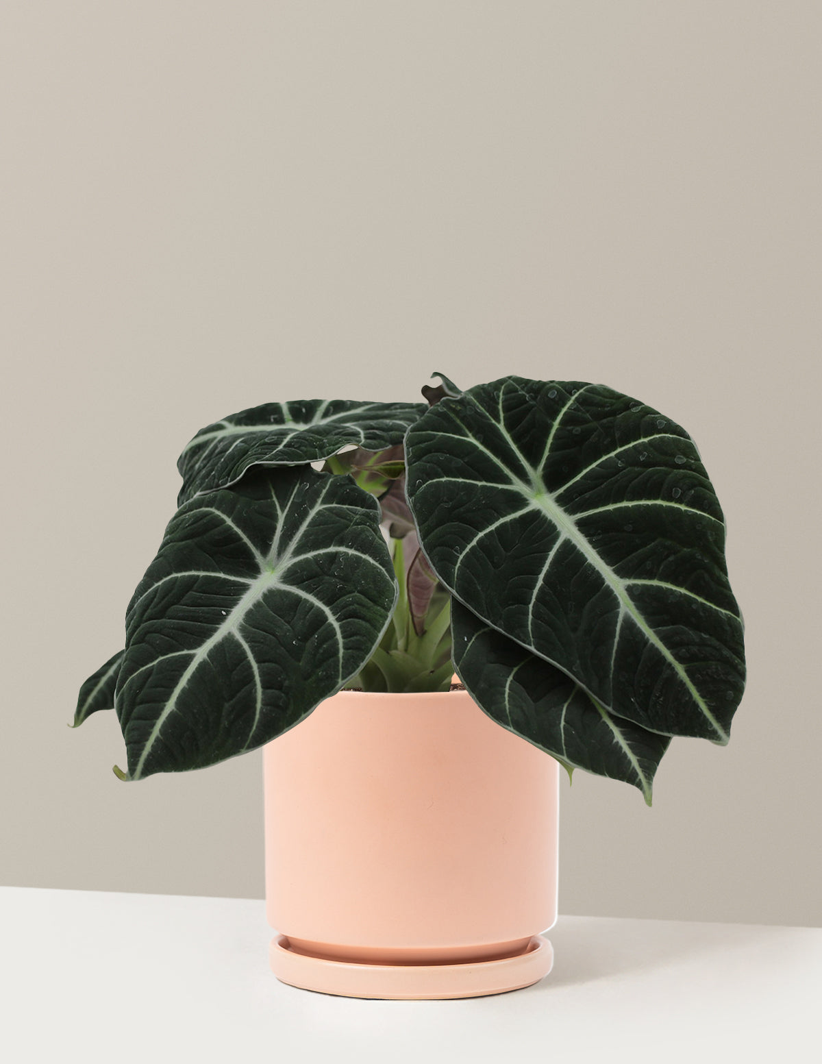 Alocasia Black Velvet