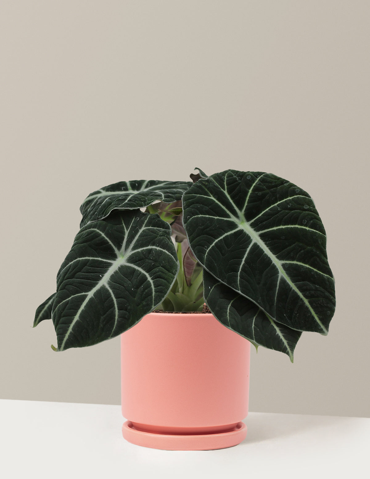 Alocasia Black Velvet