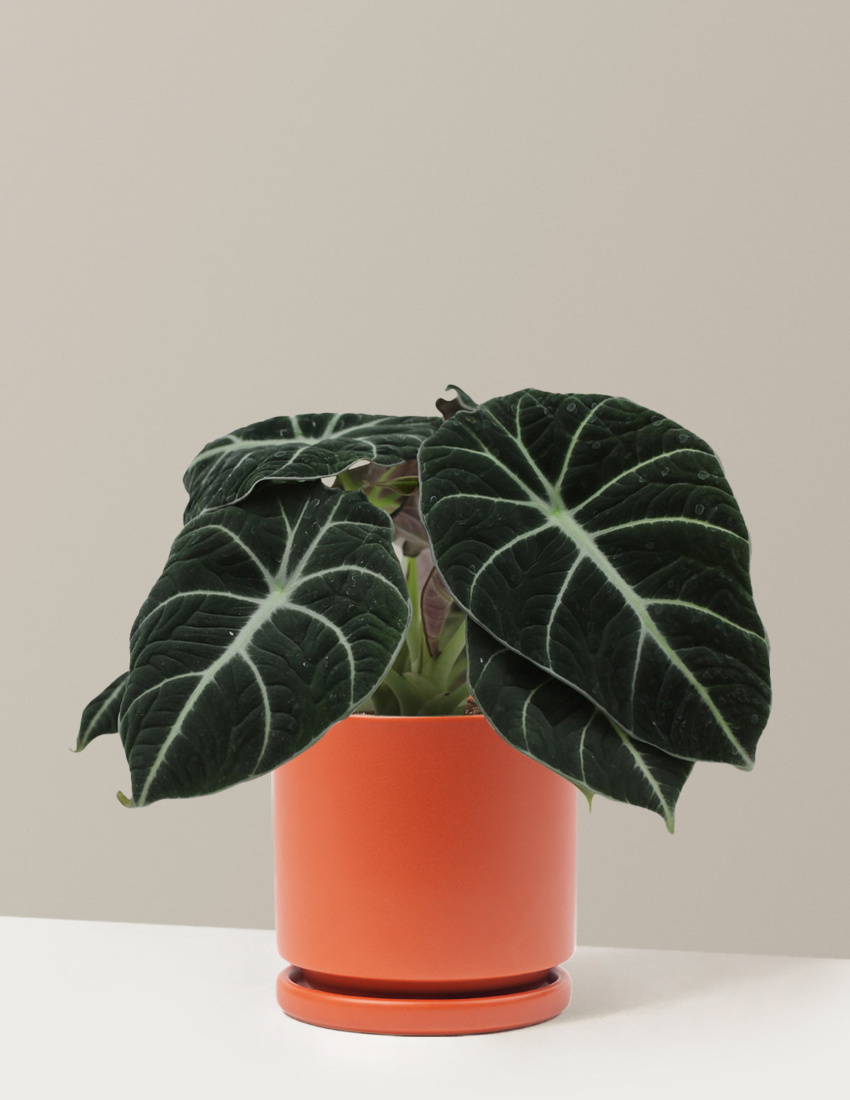 Alocasia Black Velvet