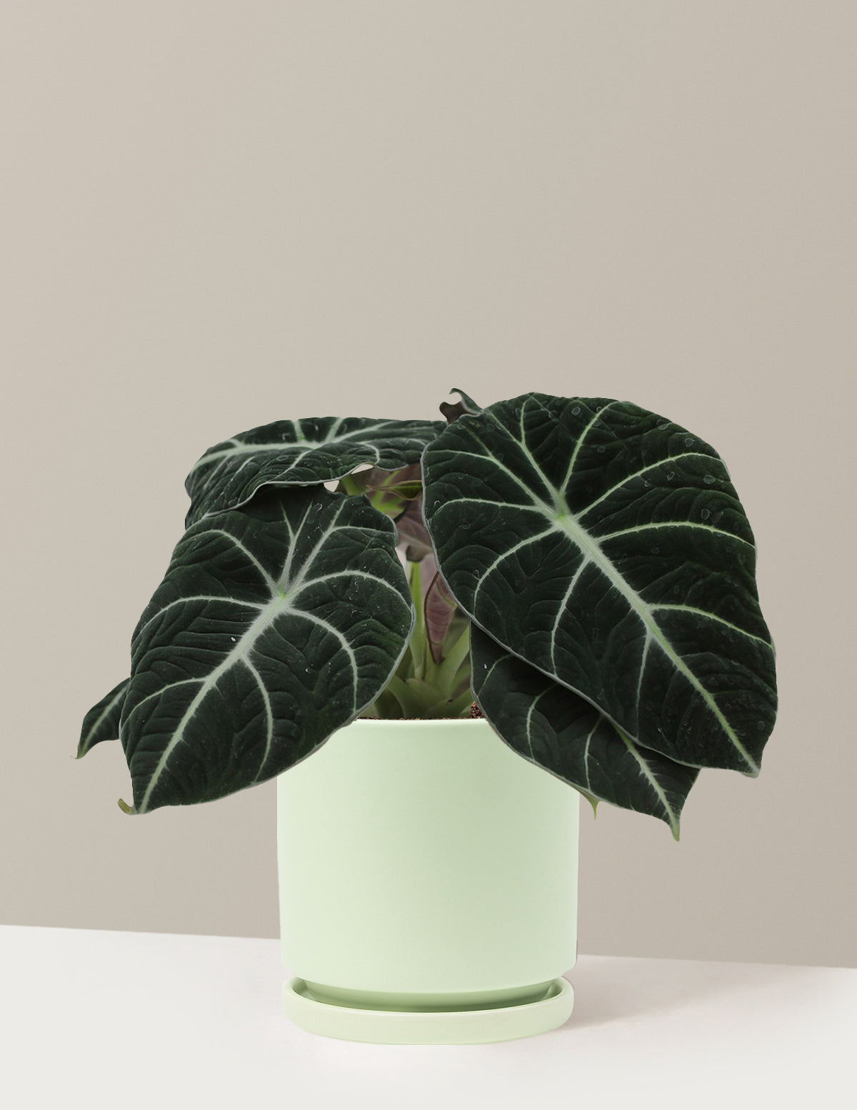 Alocasia Black Velvet