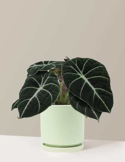 Alocasia Black Velvet