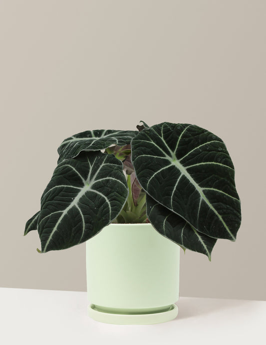 Alocasia Black Velvet