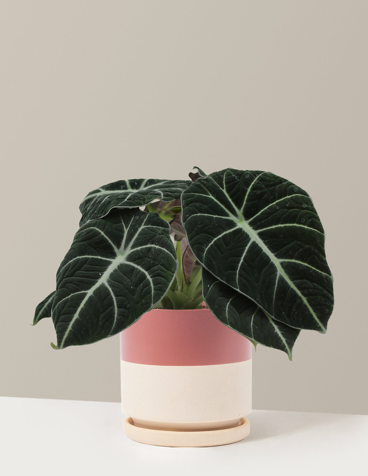 Alocasia Black Velvet