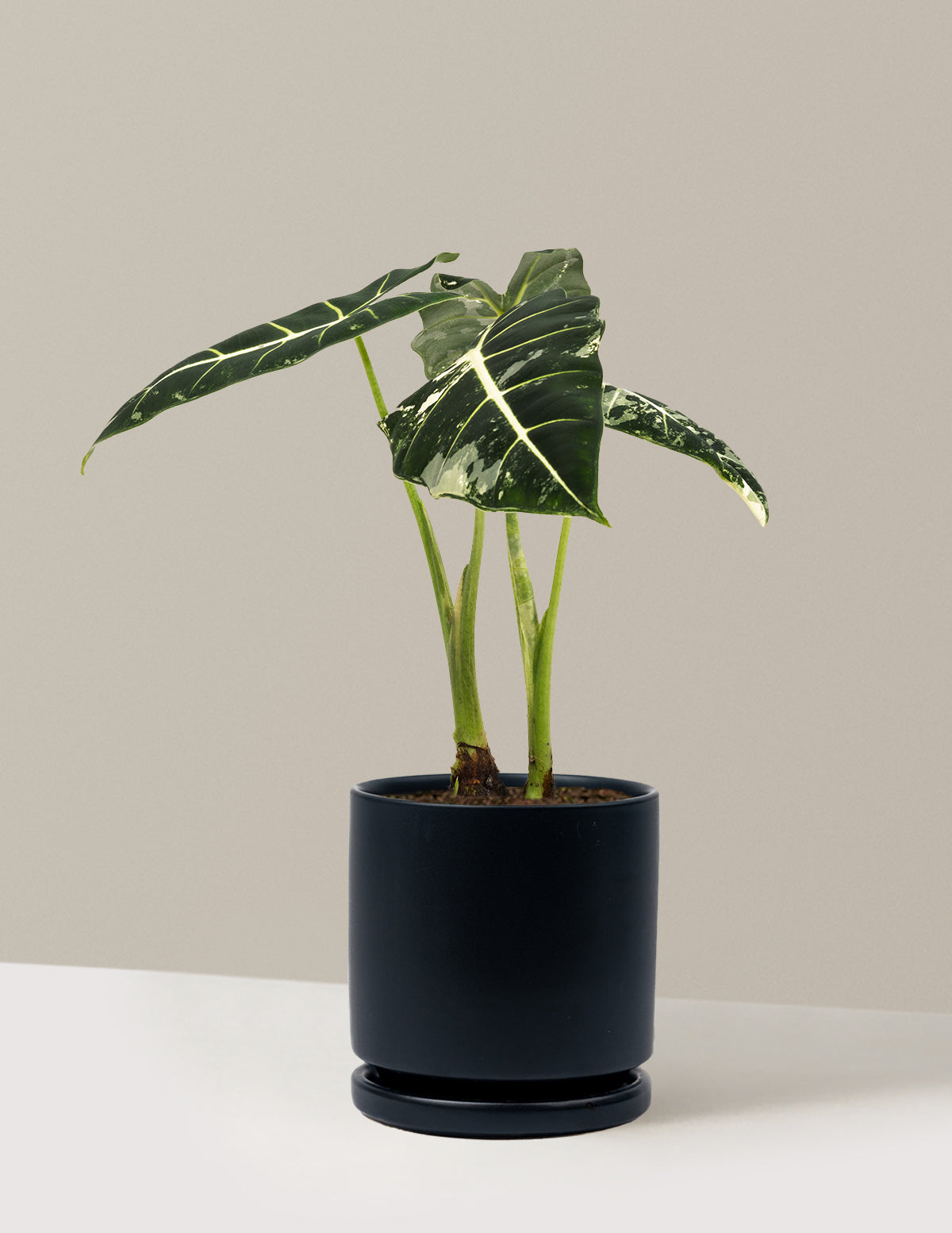 Alocasia Frydek Variegated