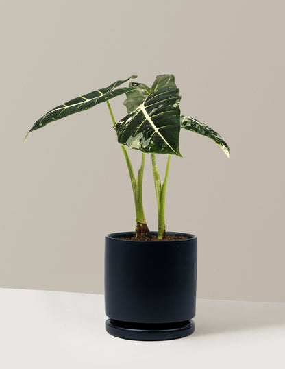 Alocasia Frydek Variegated