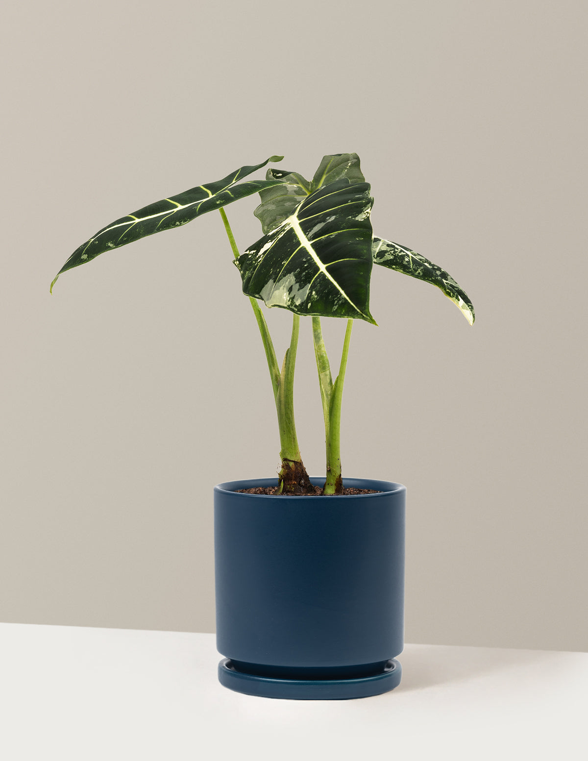 Alocasia Frydek Variegated