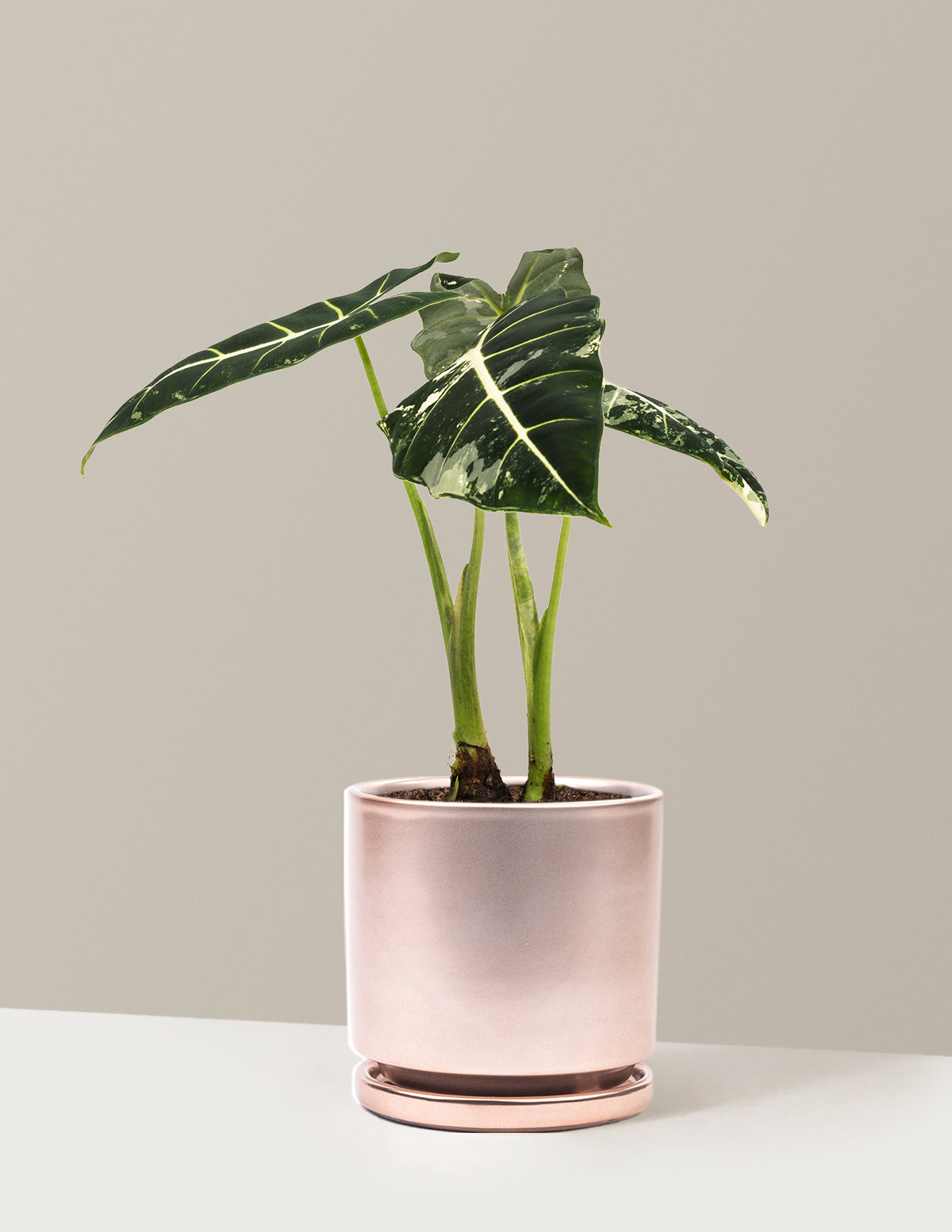 Alocasia Frydek Variegated