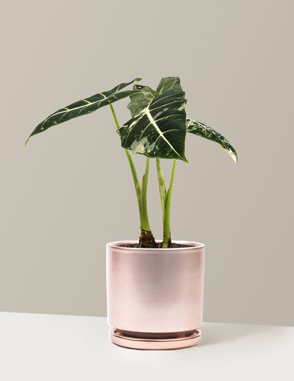 Alocasia Frydek Variegated