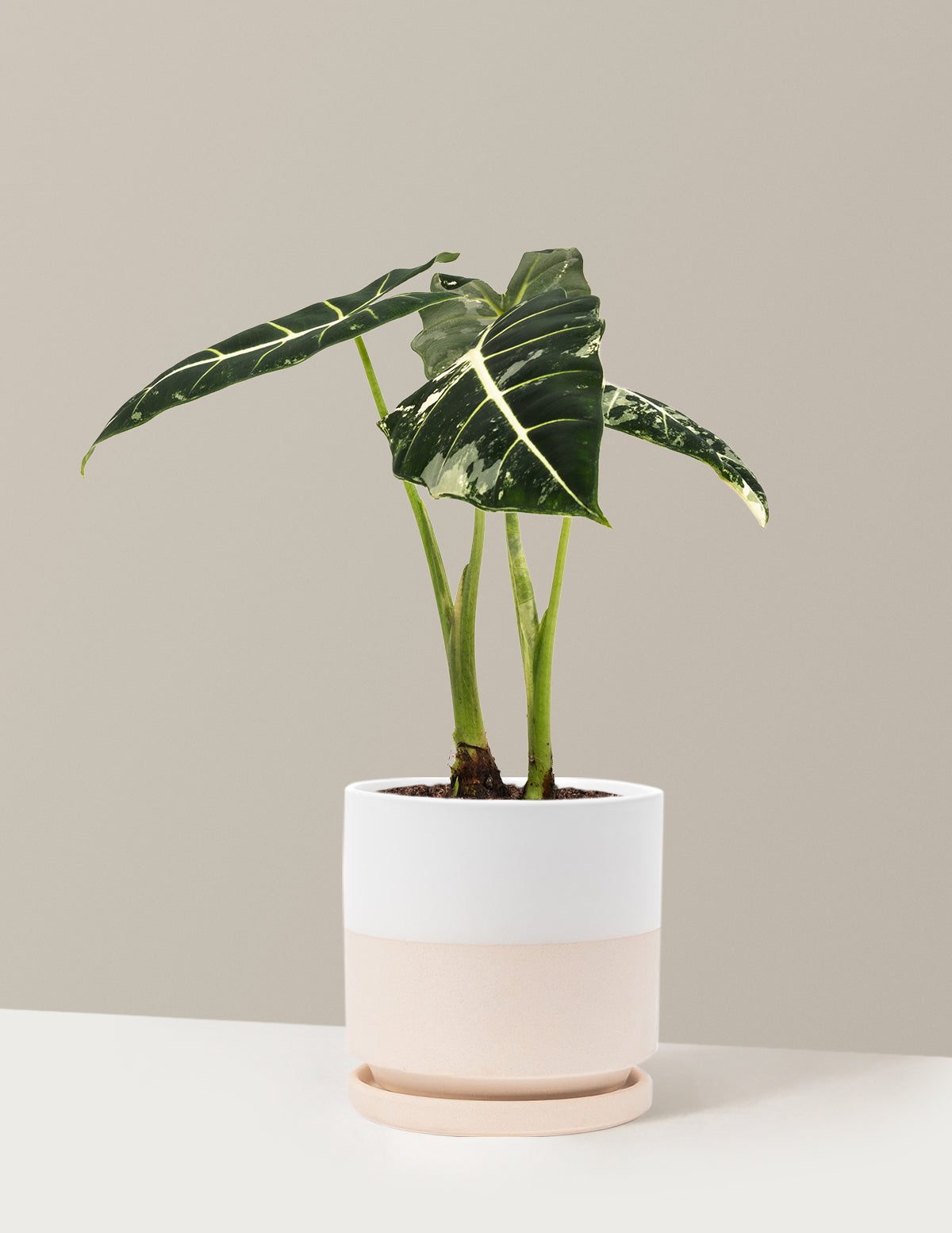 Alocasia Frydek Variegated