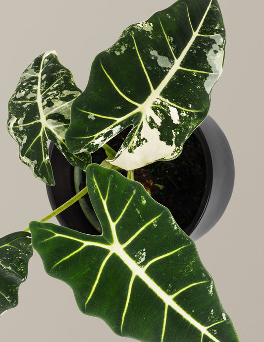 Alocasia Frydek Variegated