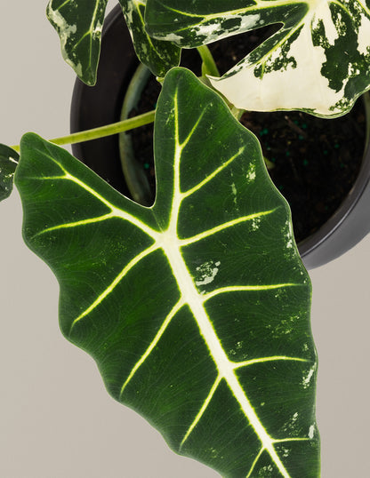Alocasia Frydek Variegated