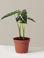 Alocasia Frydek Variegated