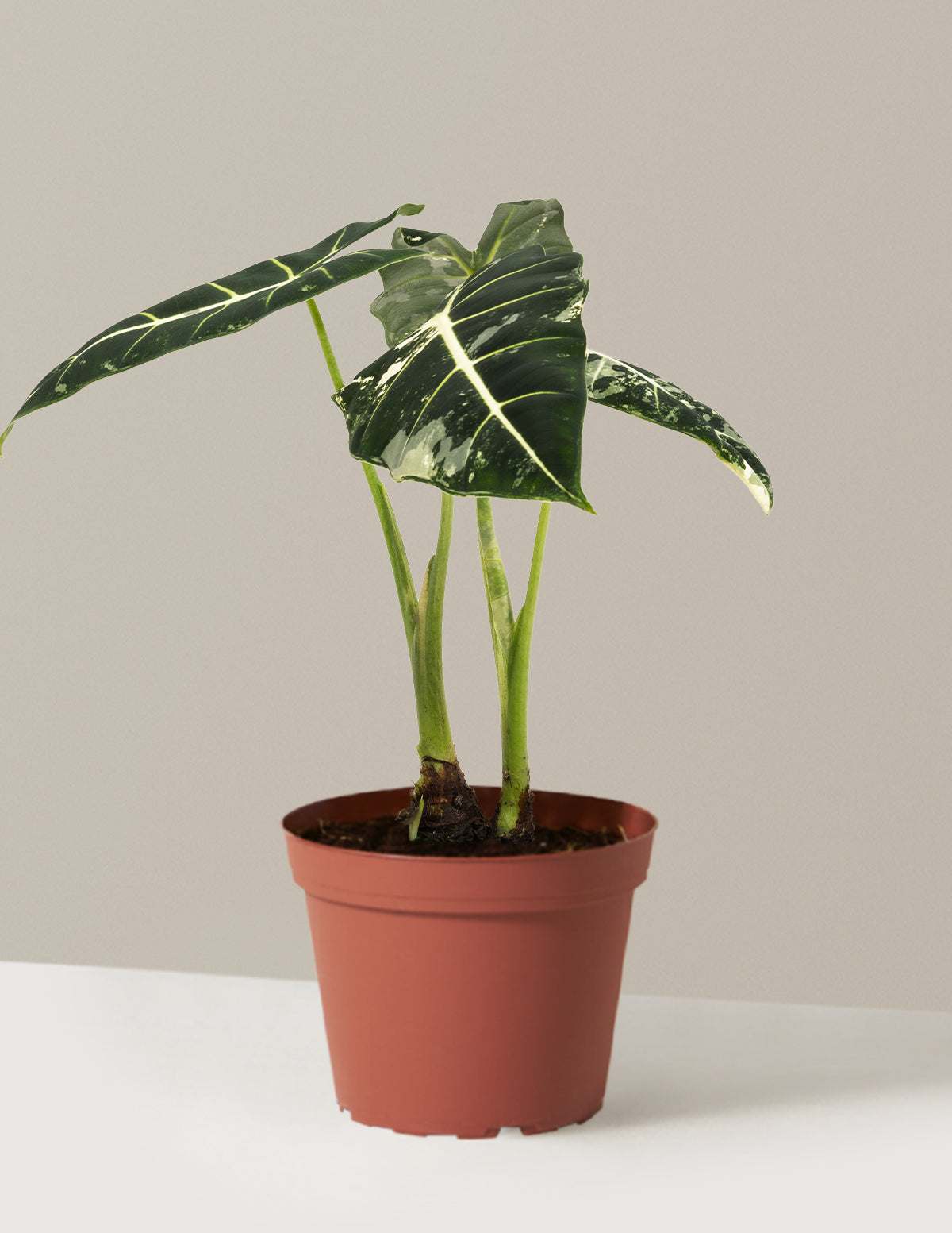 Alocasia Frydek Variegated