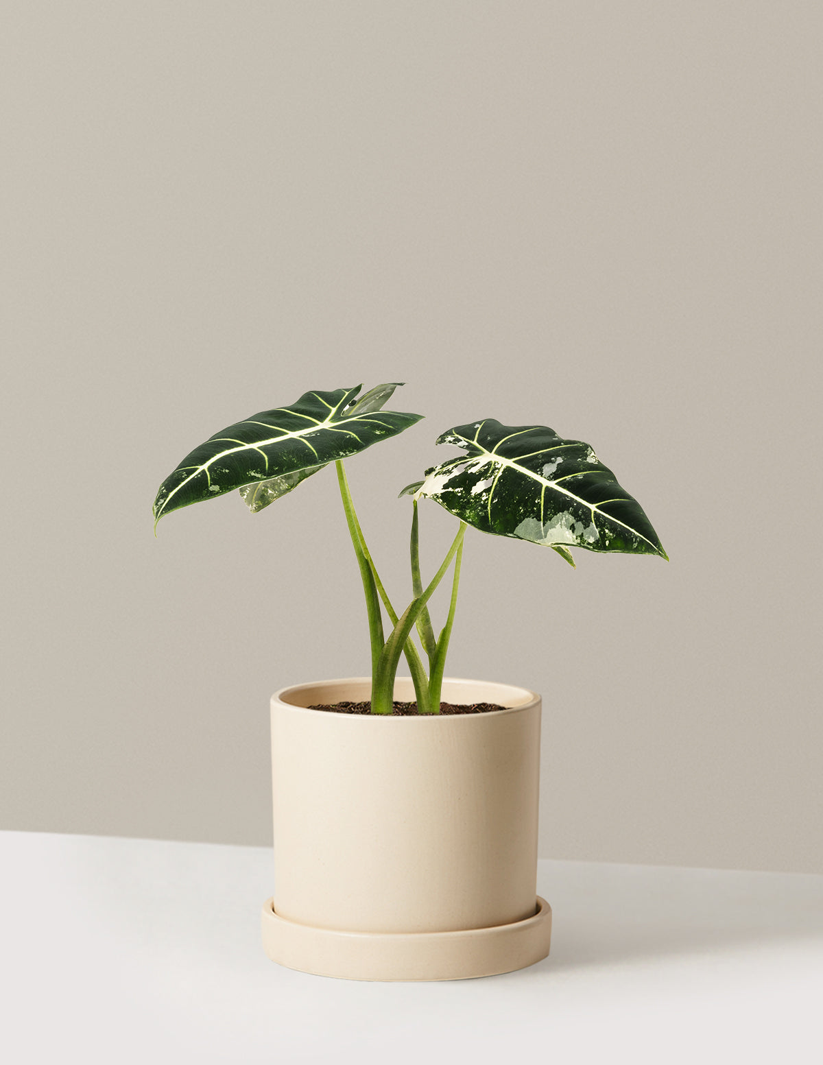 Alocasia Frydek Variegated