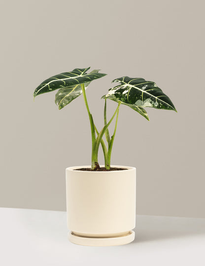 Alocasia Frydek Variegated