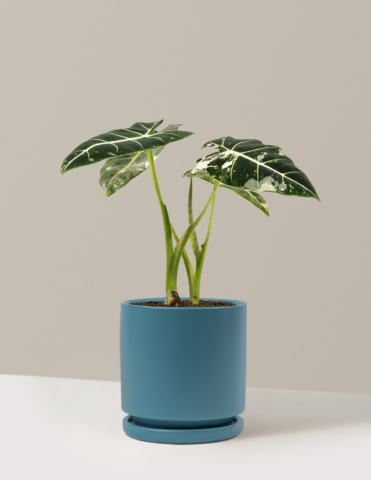 teal indoor planter Alocasia Frydek Variegated | Unique Rare Houseplants for Delivery