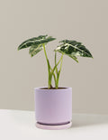 Alocasia Frydek Variegated