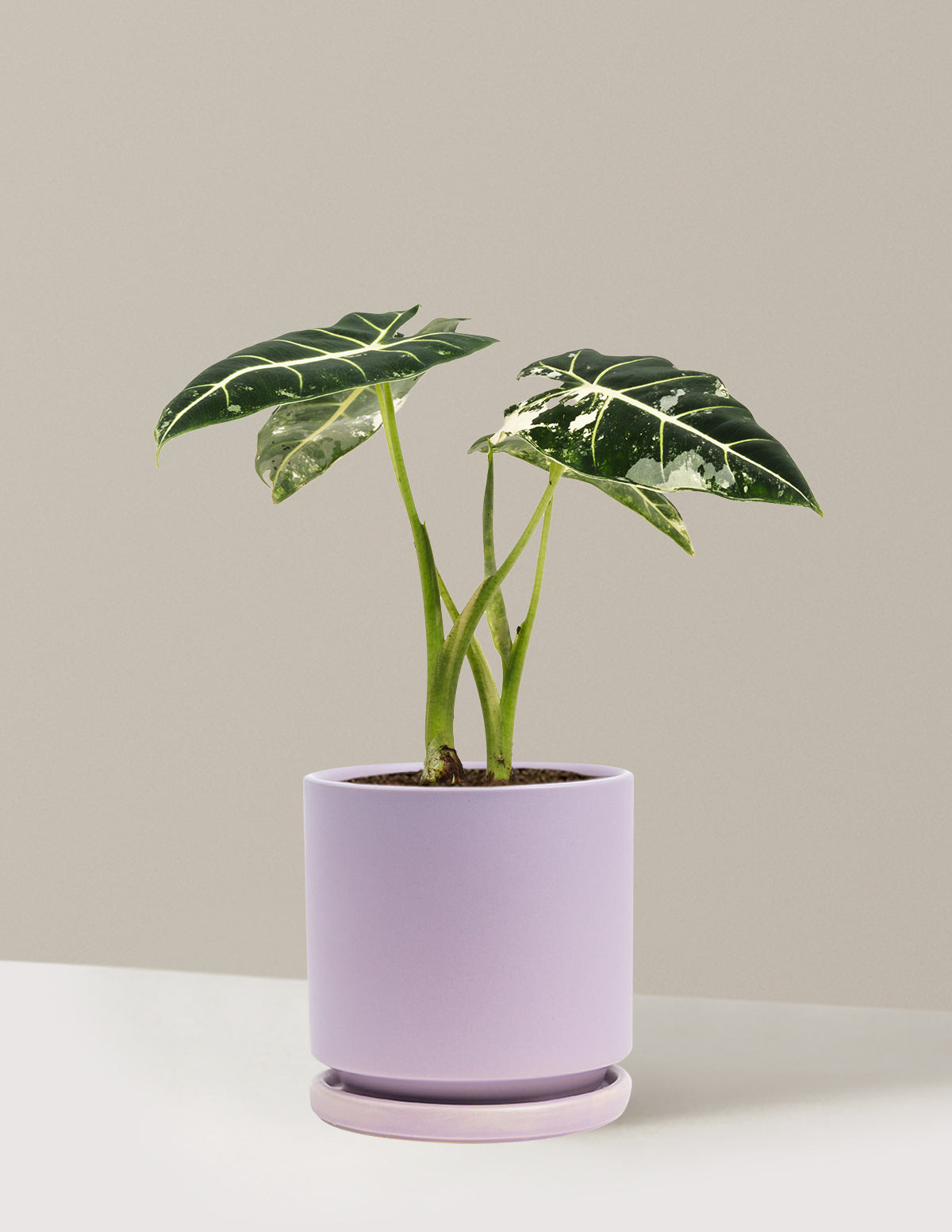 Alocasia Frydek Variegated
