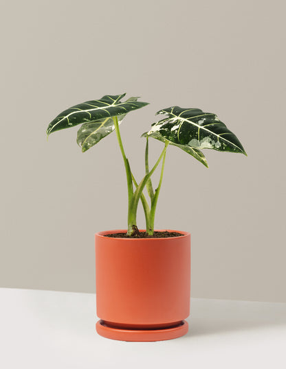 Alocasia Frydek Variegated