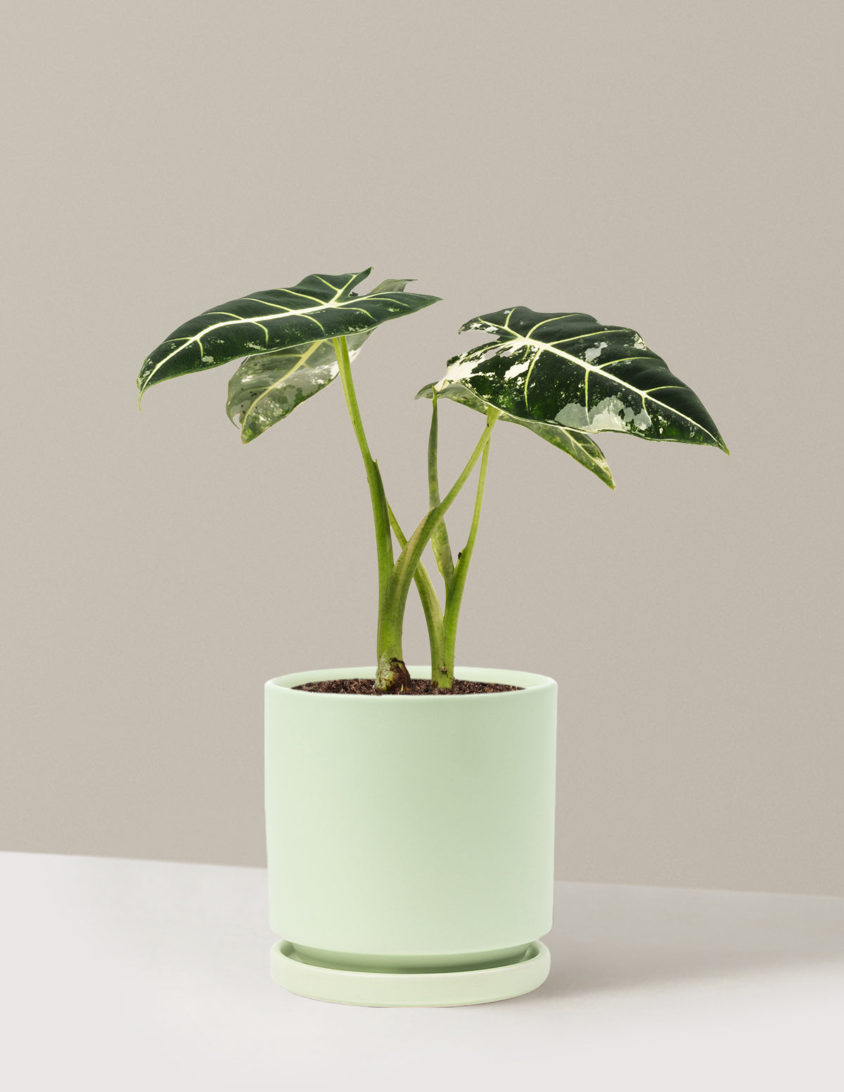 alocasia plant indoor Alocasia Frydek Variegated Houseplant - Medium (12-14" tall) Grow Pot