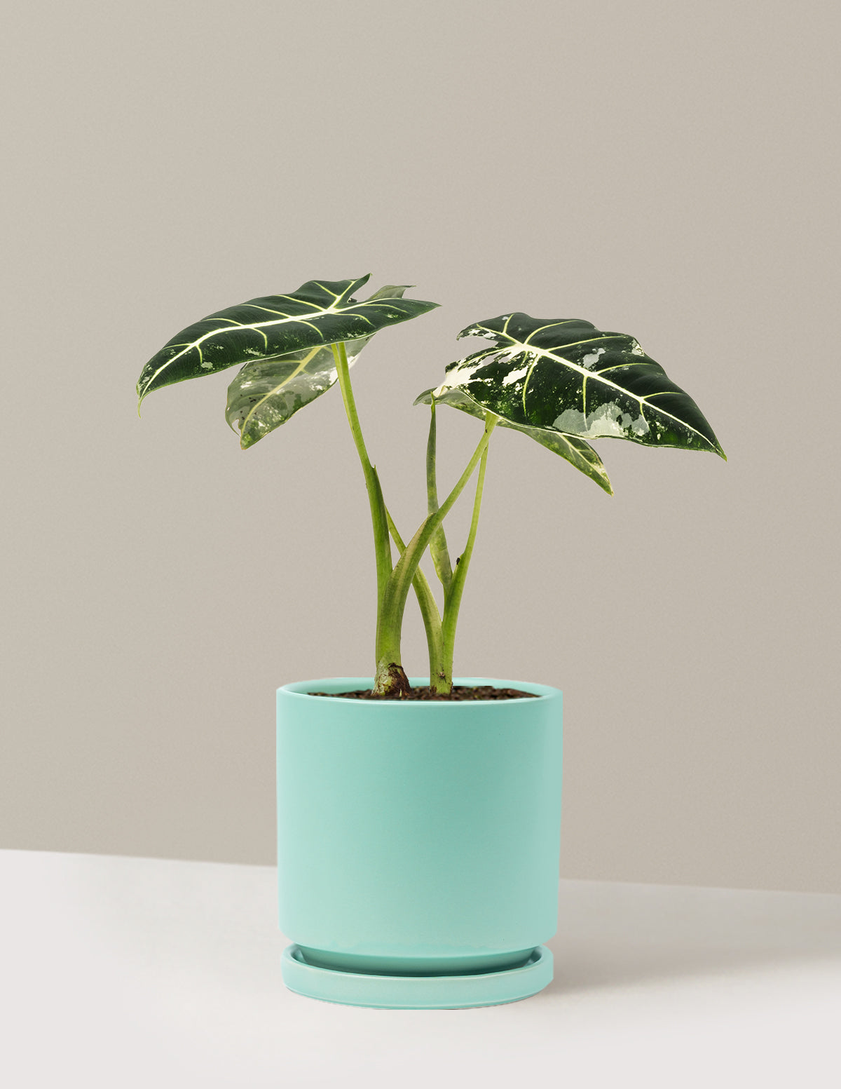Alocasia Frydek Variegated