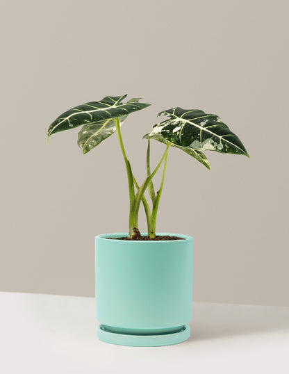 Alocasia Frydek Variegated