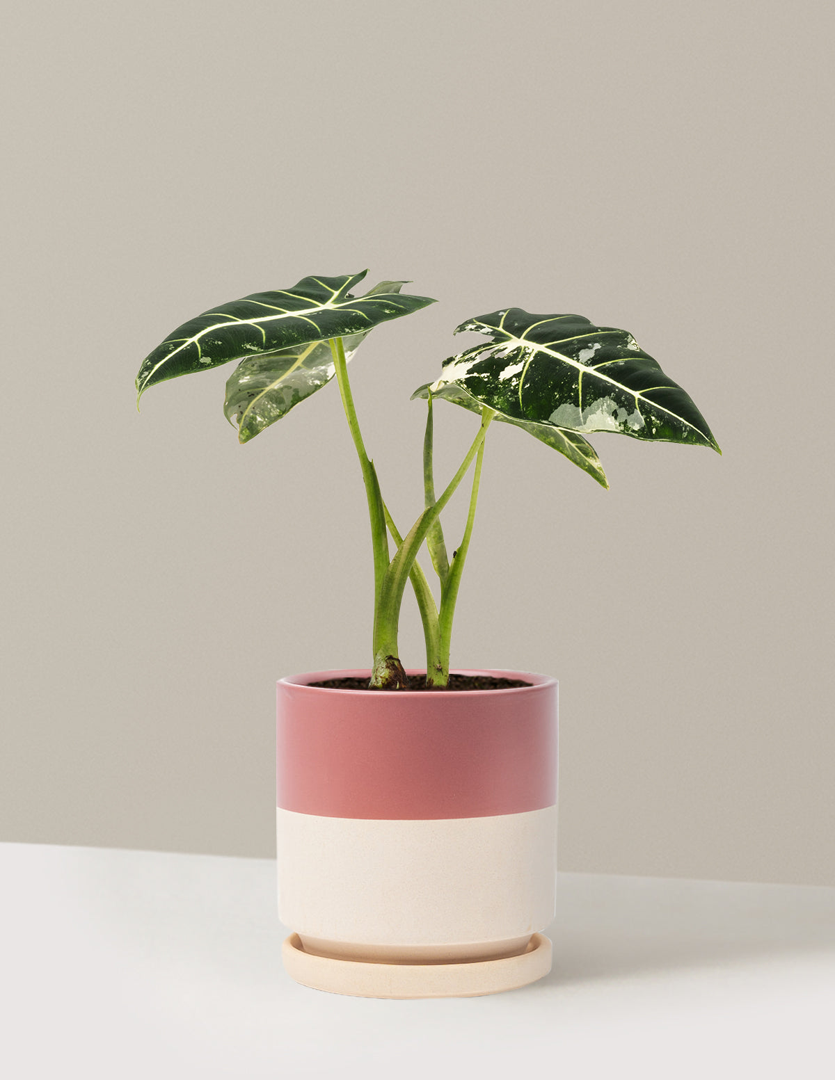 Alocasia Frydek Variegated