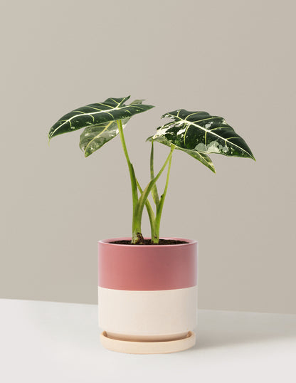 Alocasia Frydek Variegated