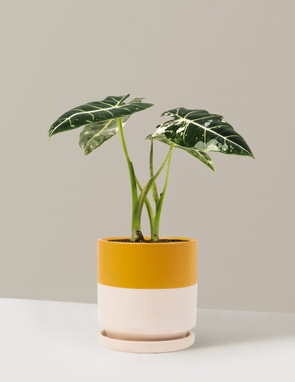 Alocasia Frydek Variegated