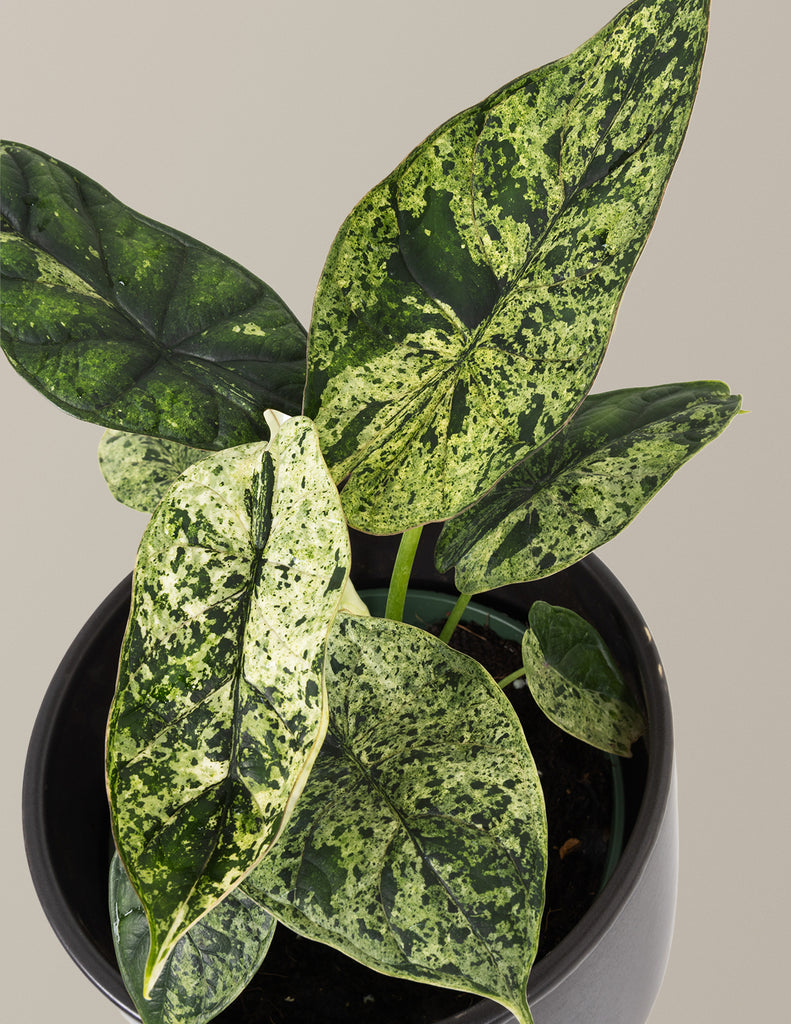 How to care for a Alocasia Green Mint