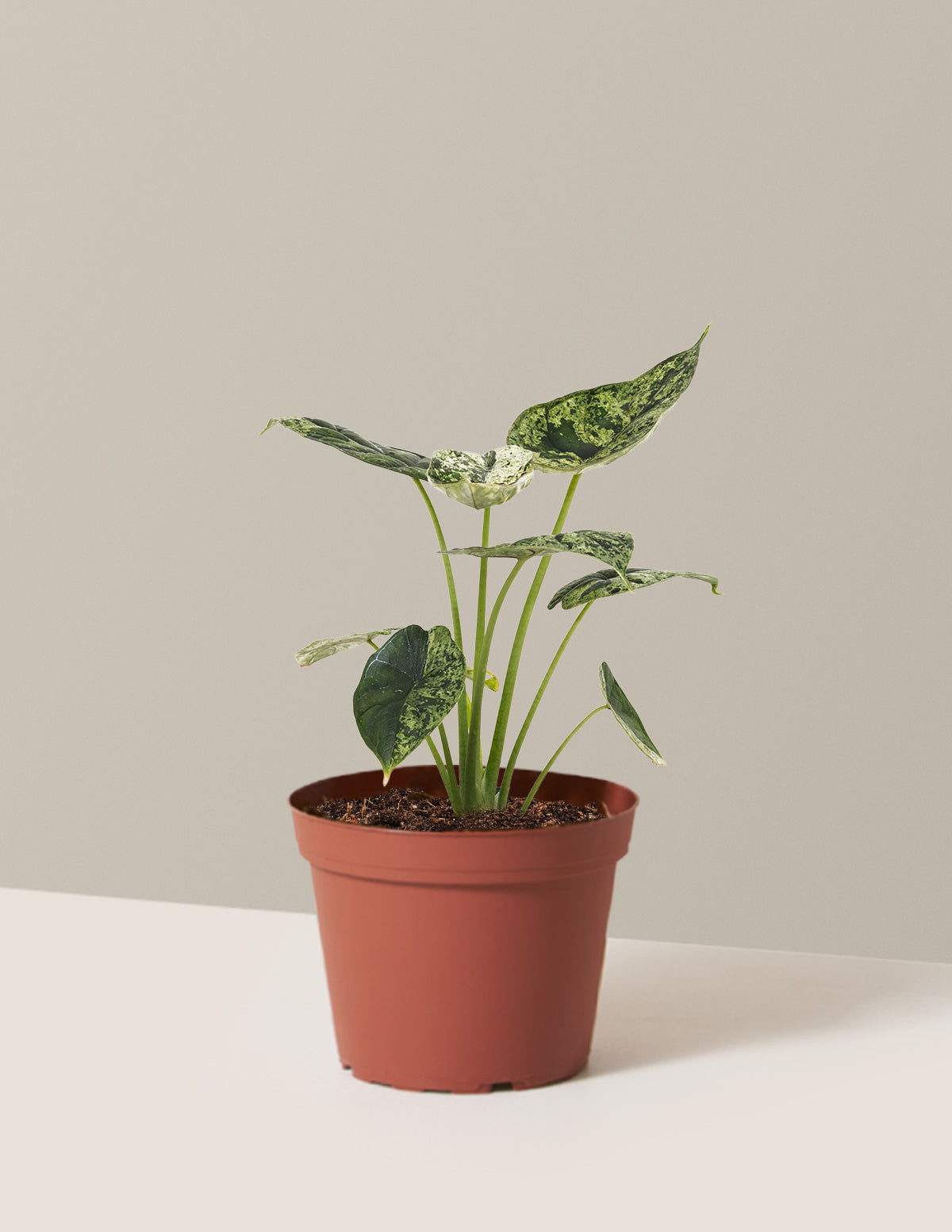 Alocasia Green Mint