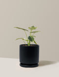 Alocasia Green Mint
