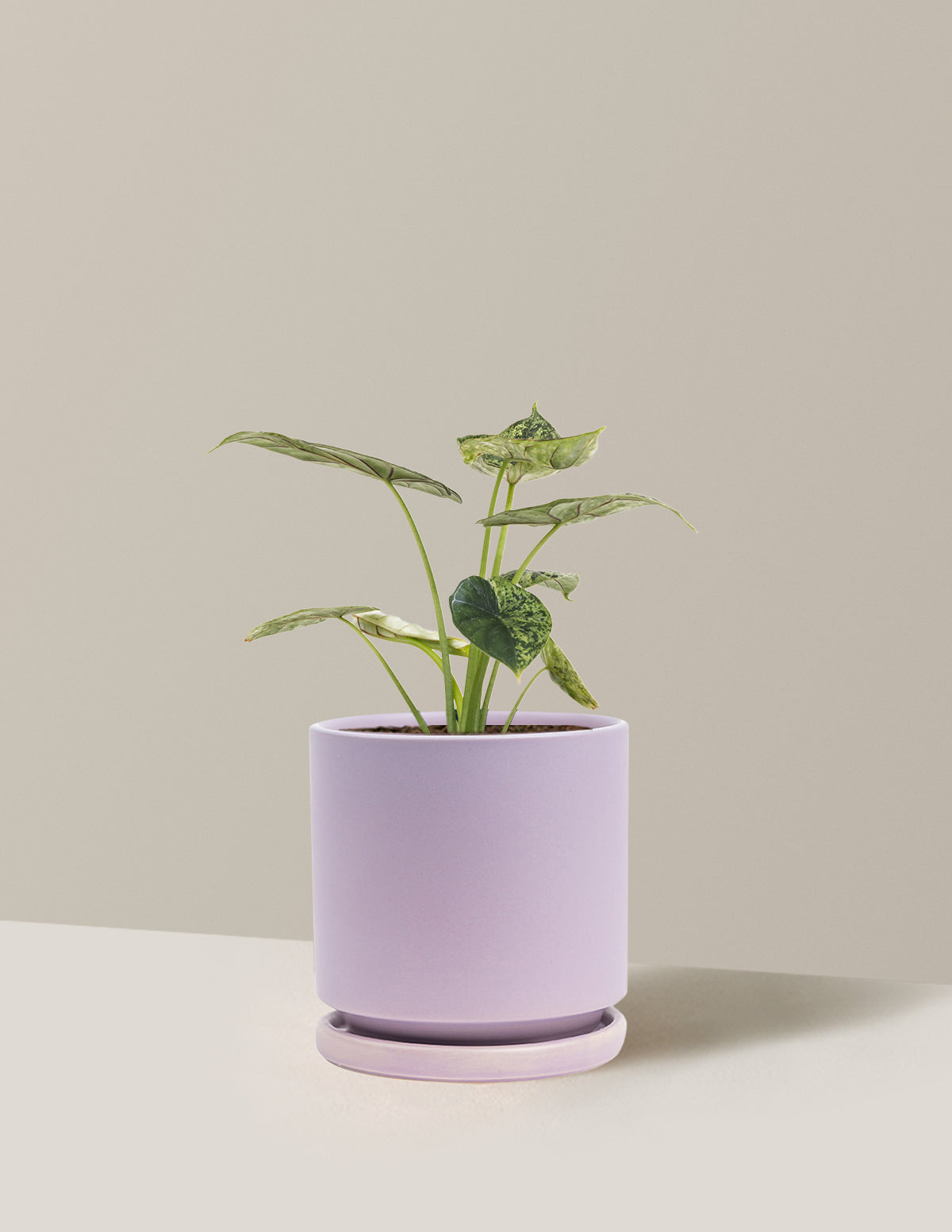 Alocasia Green Mint