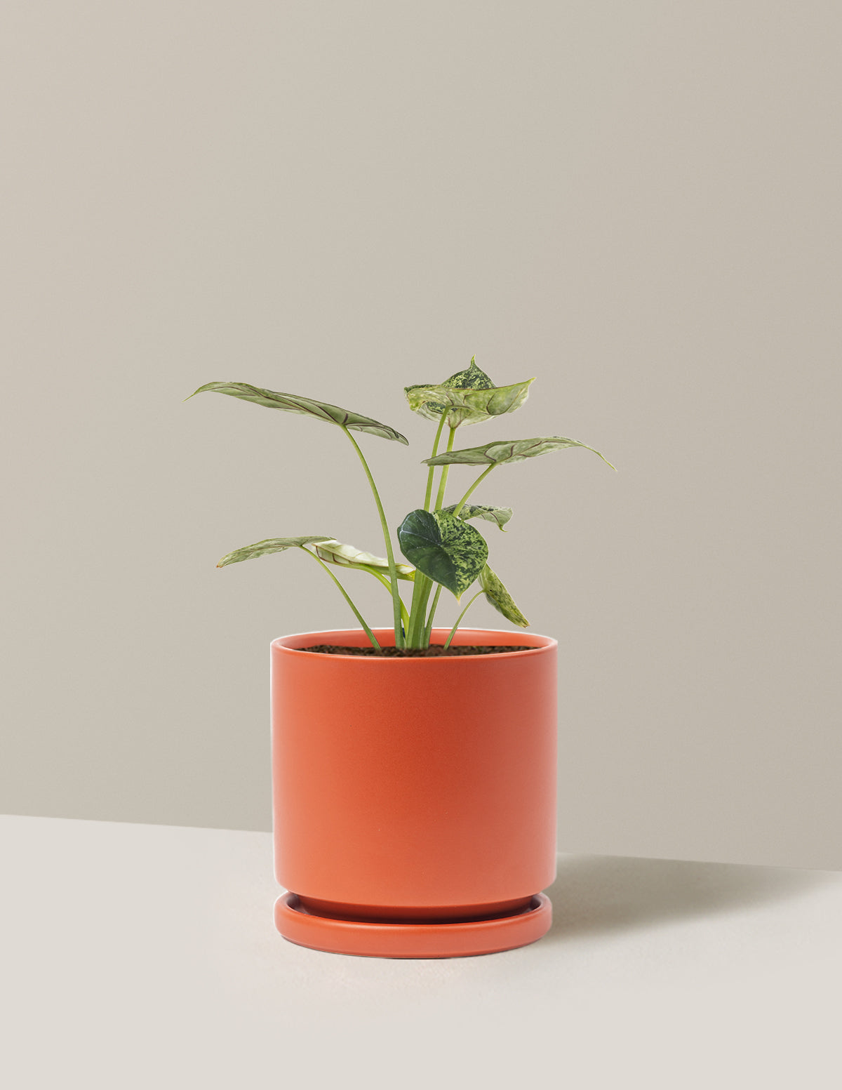 Alocasia Green Mint