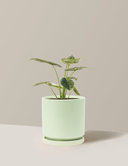 Alocasia Green Mint