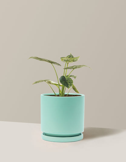 Alocasia Green Mint