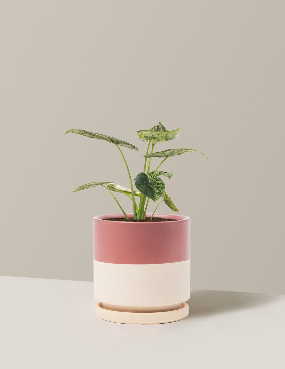 Alocasia Green Mint