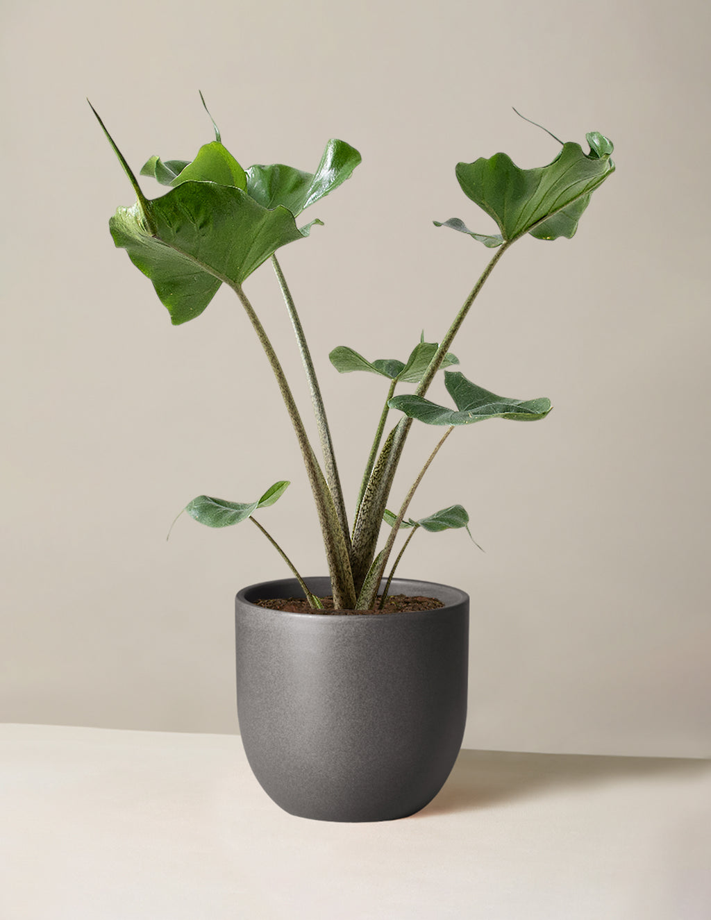 Alocasia Stingray