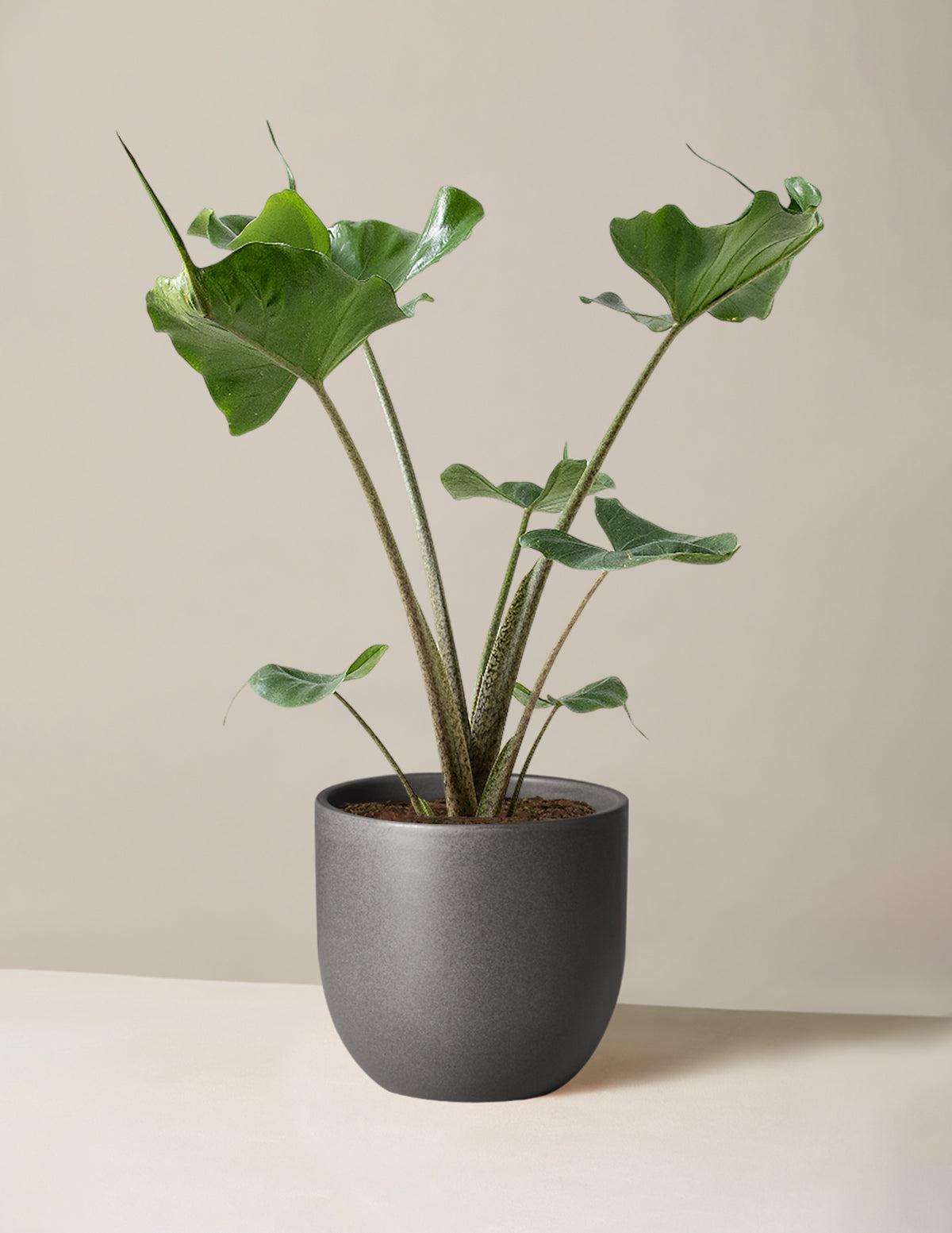Alocasia Stingray