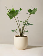 Alocasia Stingray