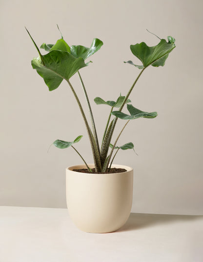 Alocasia Stingray
