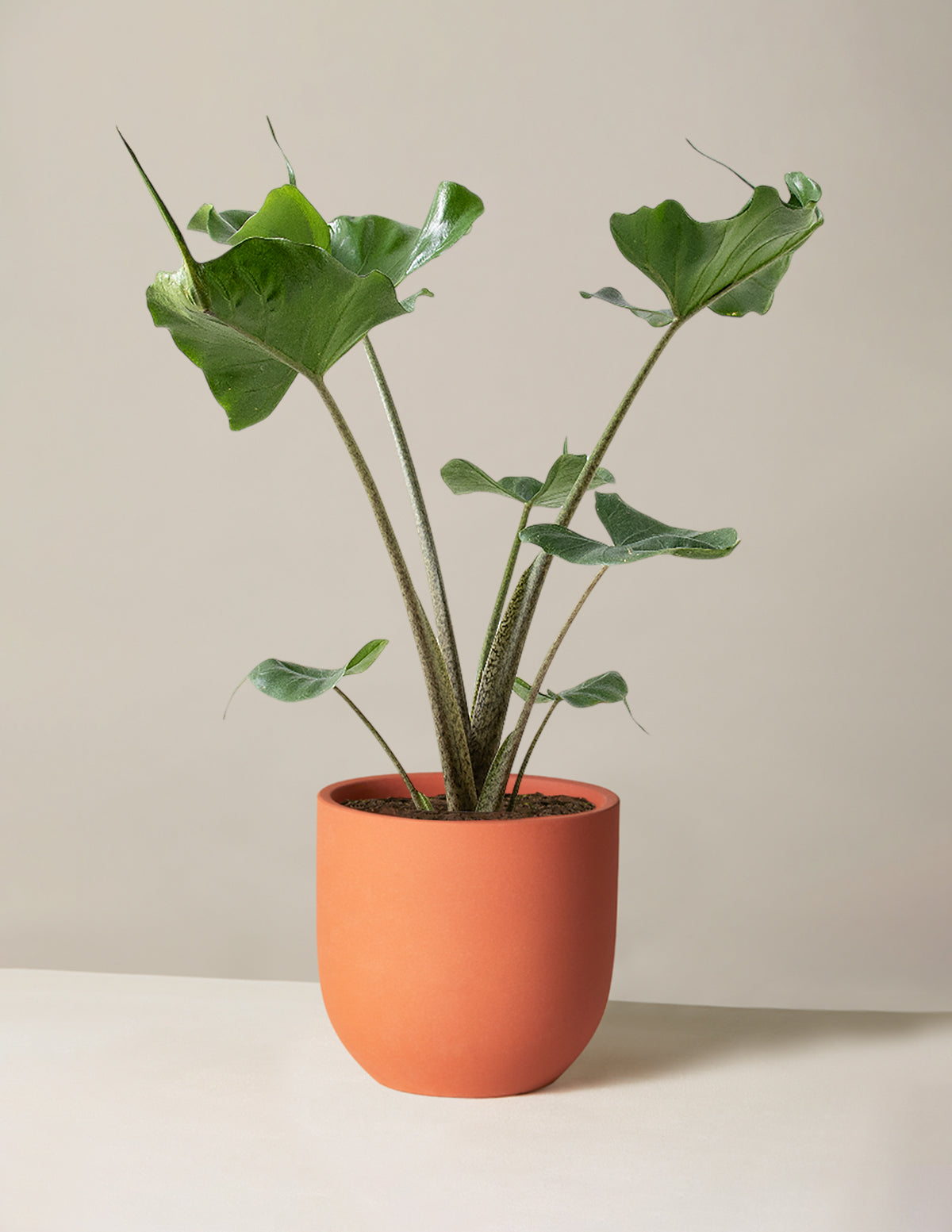 Alocasia Stingray