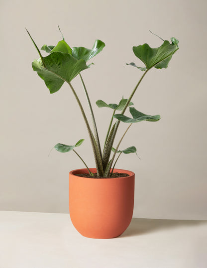 Alocasia Stingray