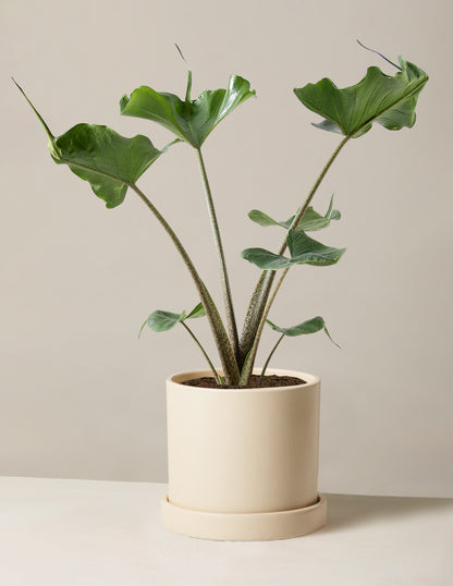 Alocasia Stingray