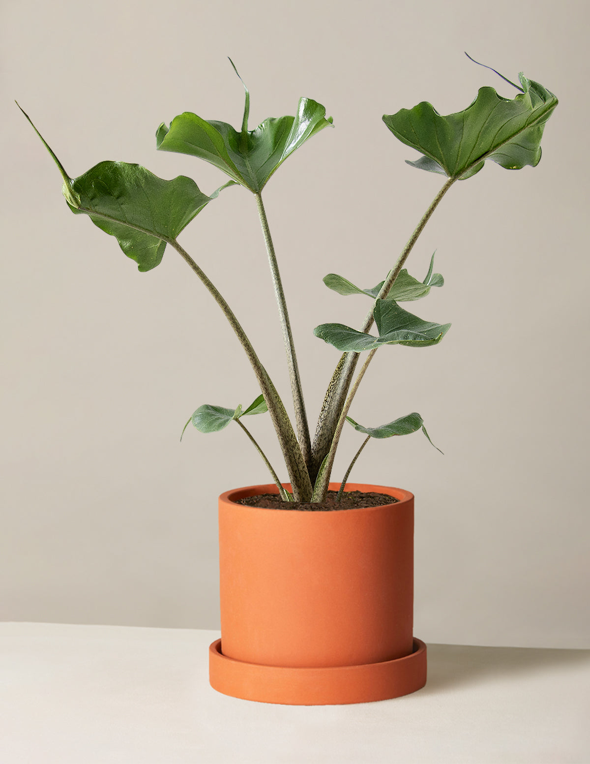 Alocasia Stingray