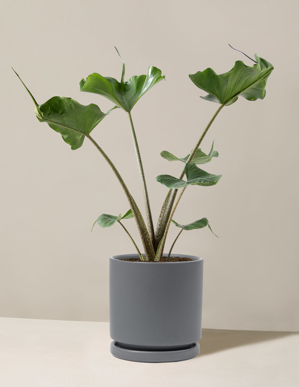 stingray plant care indoors Alocasia Stingray
